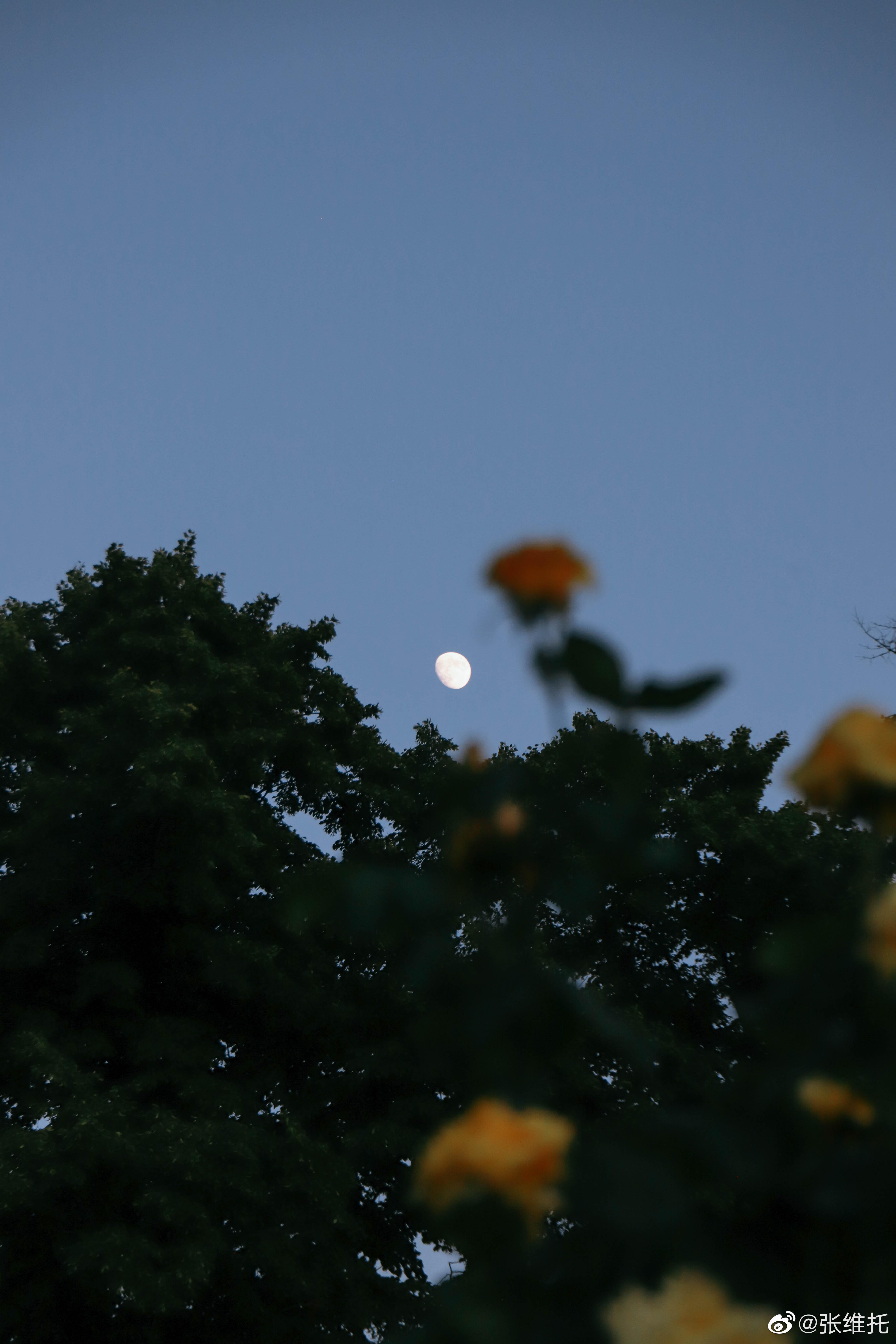 有哪些很好看的月亮的图片啊