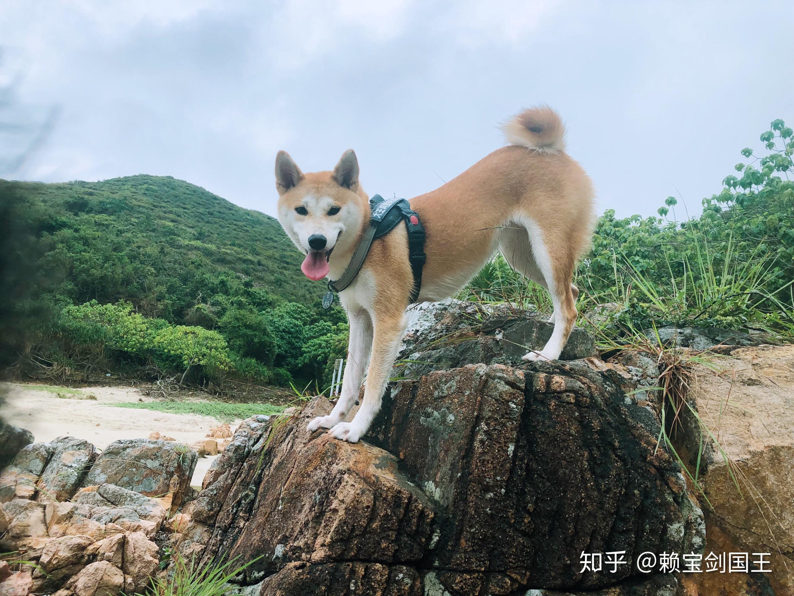 拉布拉多和柴犬该如何选择呢