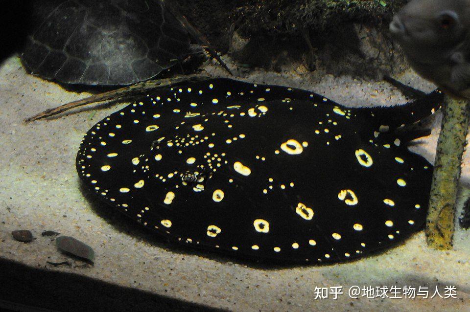 Heliotrygon 【鱼类全系列】燕𫚉目—江𫚉科 - 知乎