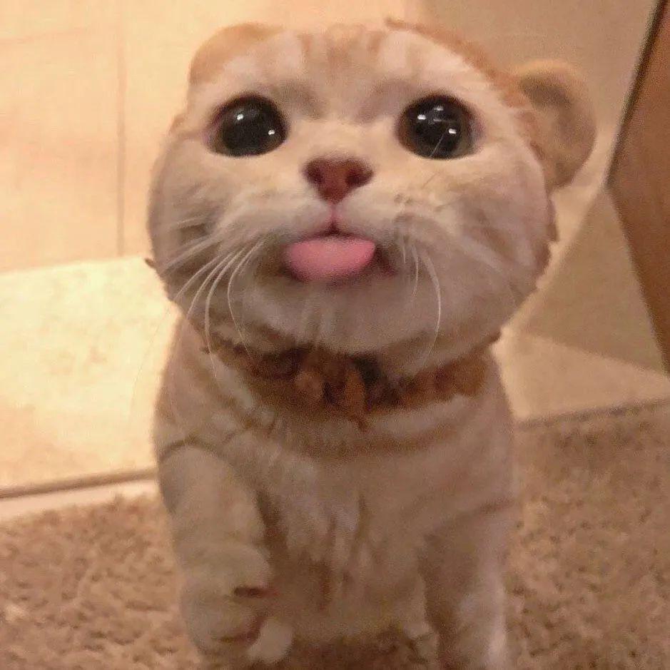 网红猫表情包白色的猫一脸懵的表情包萌萌哒的猫咪表情包来一波