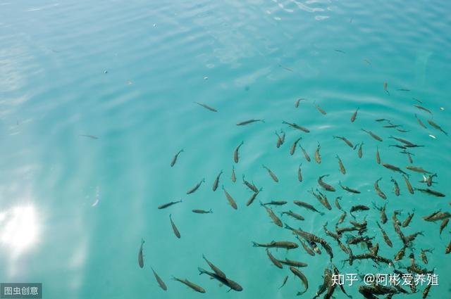 水色又是水體的顏色表現,不同的水體因所含溶解色素,腐殖質,懸浮微粒