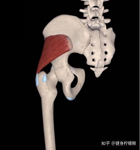 臀部两侧凹陷臀中小肌不背锅