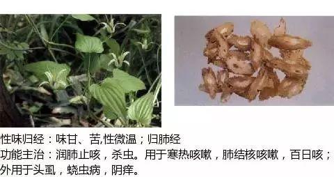 500余种中草药图  第346张