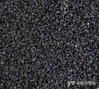 带你识别茺蔚子 - 知乎