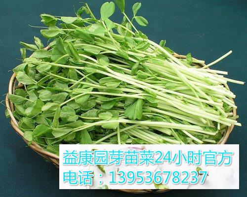 苜蓿芽菜生产技术是怎样的 知乎 苜蓿芽菜生产技术是怎样的 知乎