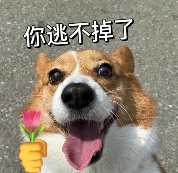 一组可爱的狗狗送花花表情包
