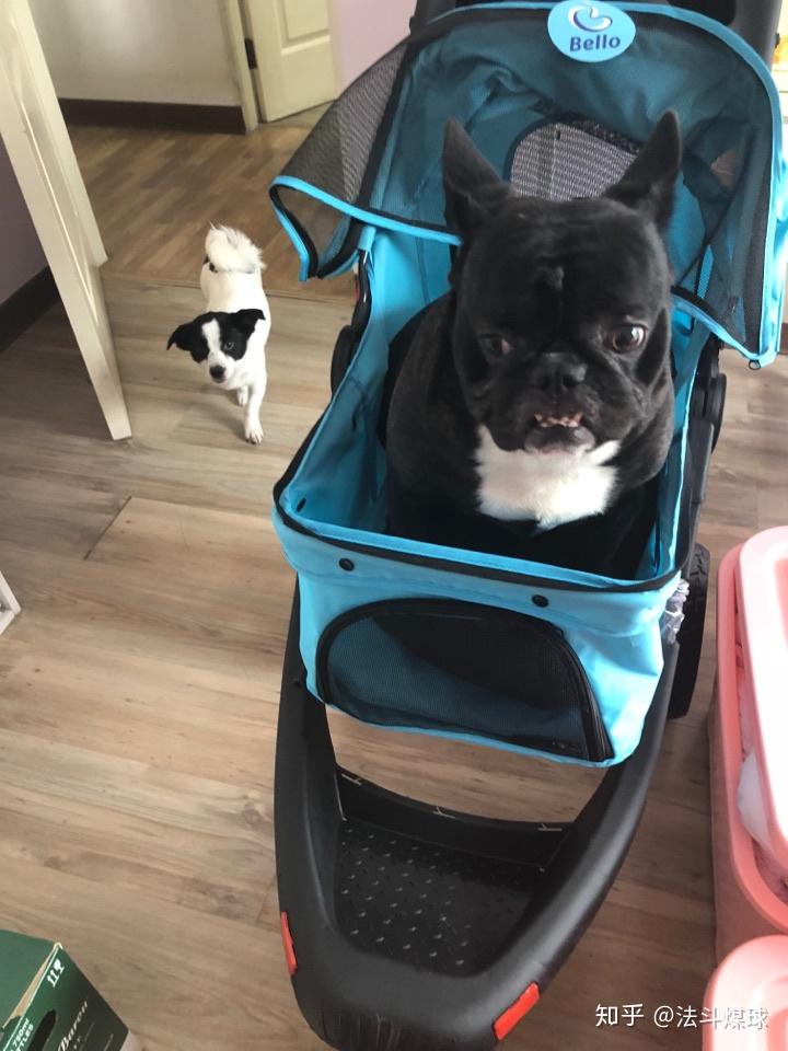 法斗的智商到底有多低?