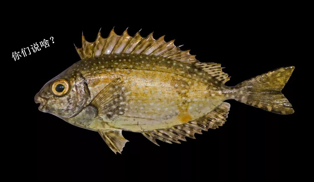 长鳍篮子鱼的金缕玉衣作者潮间带生物句号