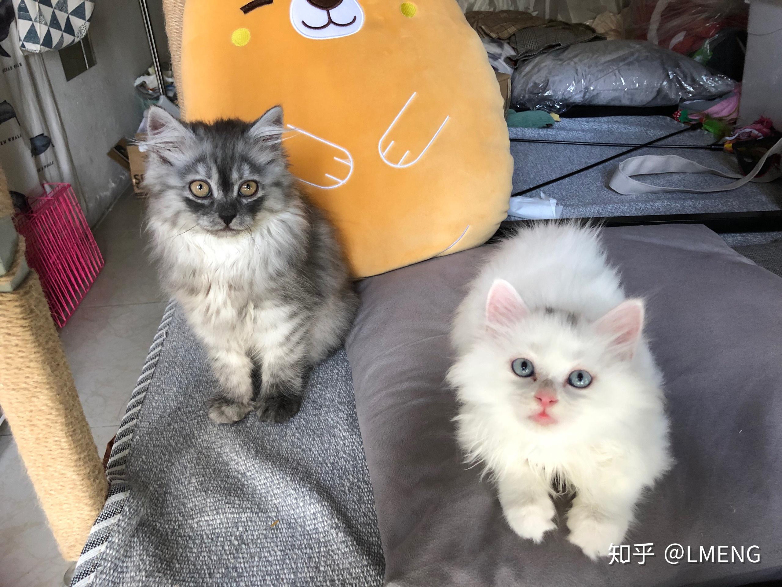 英短和土猫杂交图片图片