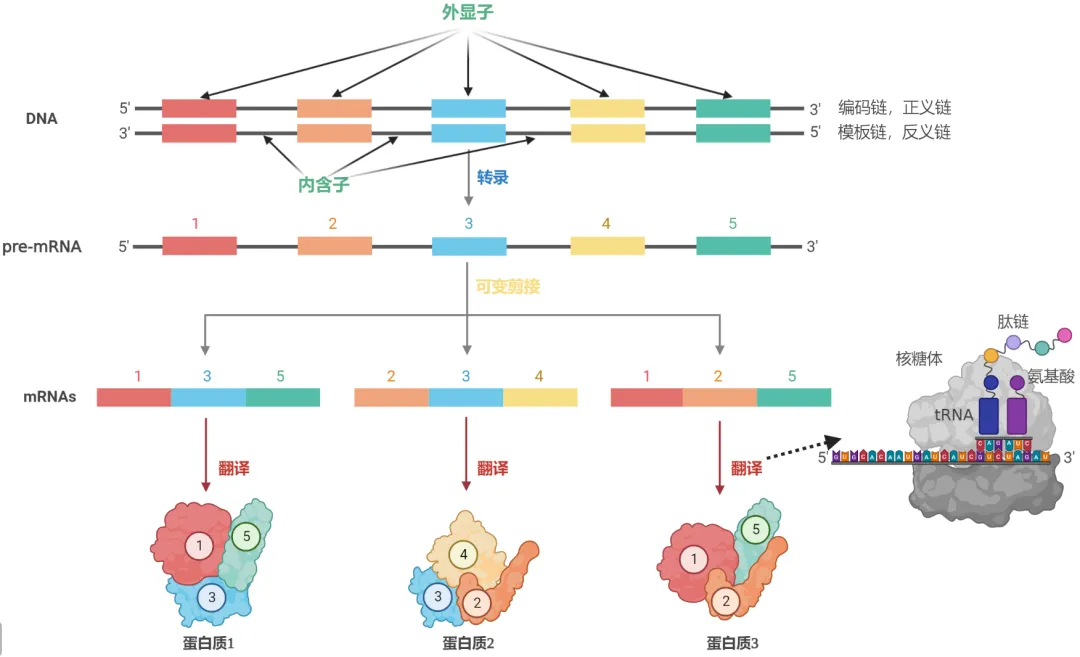 科普|可变剪切 - 知乎