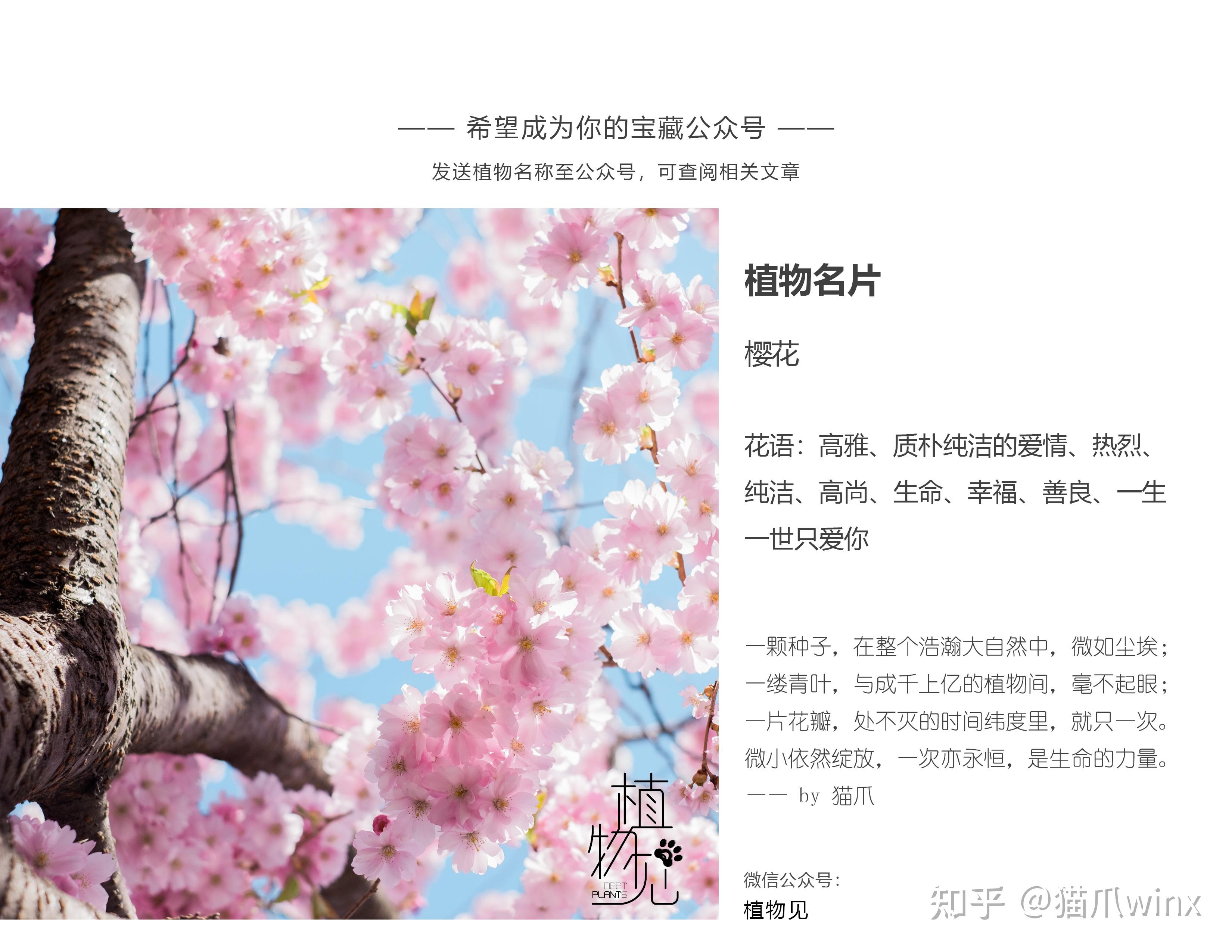 制作植物名片樱花图片