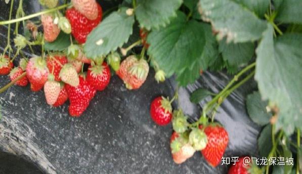 草莓什么时候种植最好 附种植方法 知乎