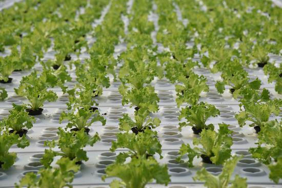 无土栽培之水培蔬菜的栽培管理要点 知乎
