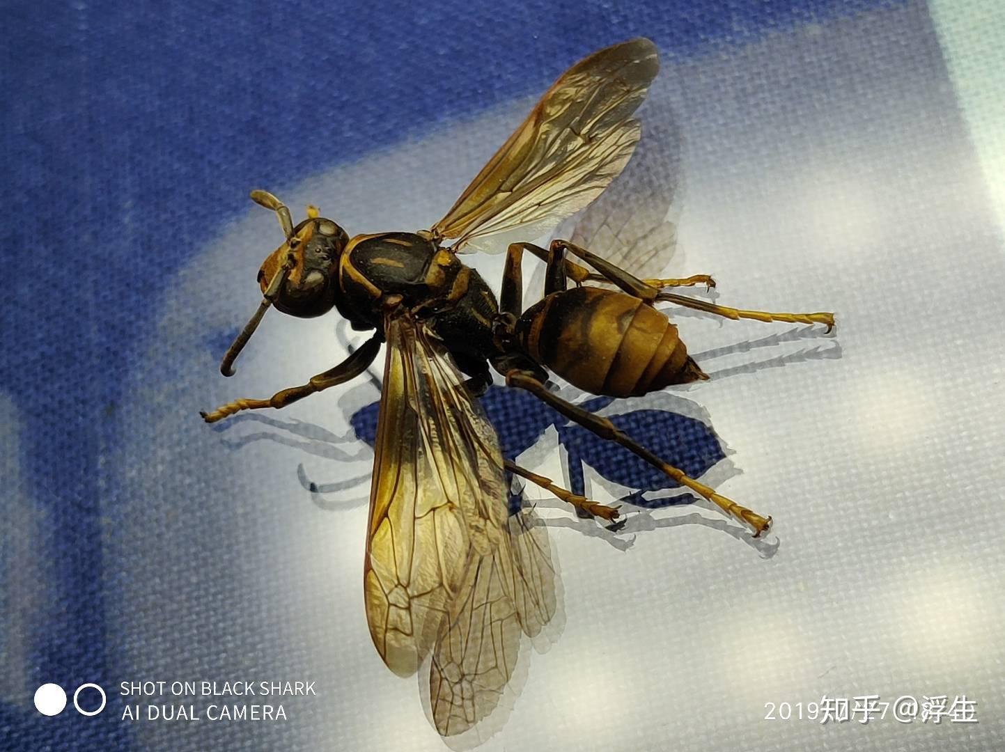 昆虫标本系列--黄蜂