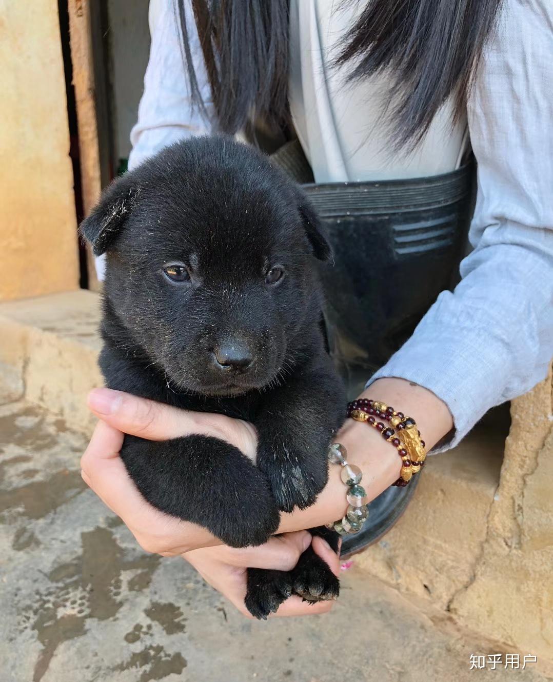 为什么大家不喜欢养土狗,土狗聪明吗?