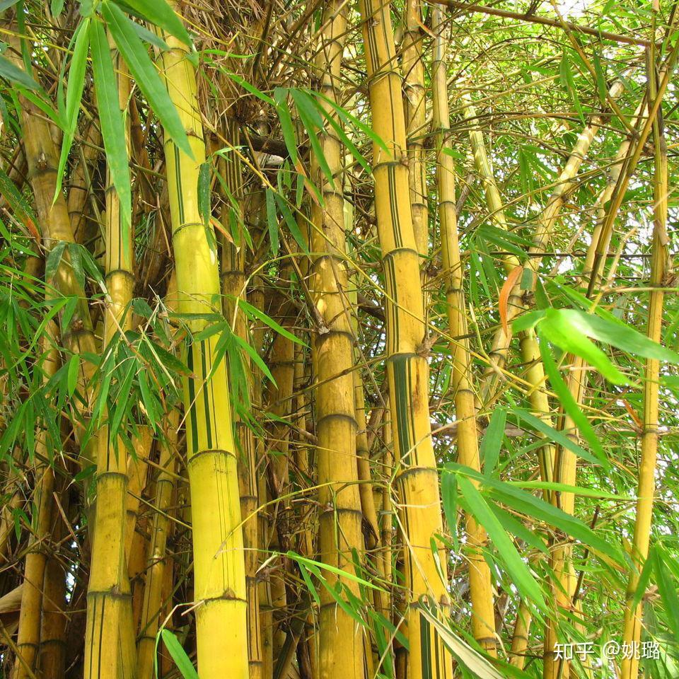 这是什么品种的竹子啊,为什么绿色分布这么奇怪的? - 知乎