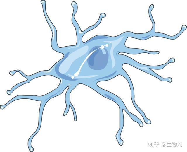 我们为什么会遗忘原来跟大脑里的一种免疫细胞有关上