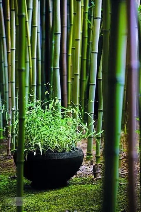 君子如竹文玩当属龙血金丝竹