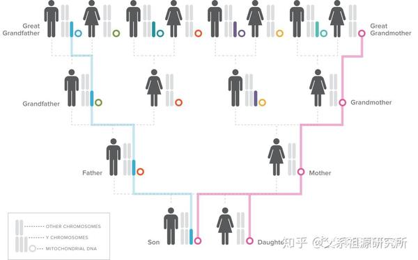 基因家谱的研究动态 知乎