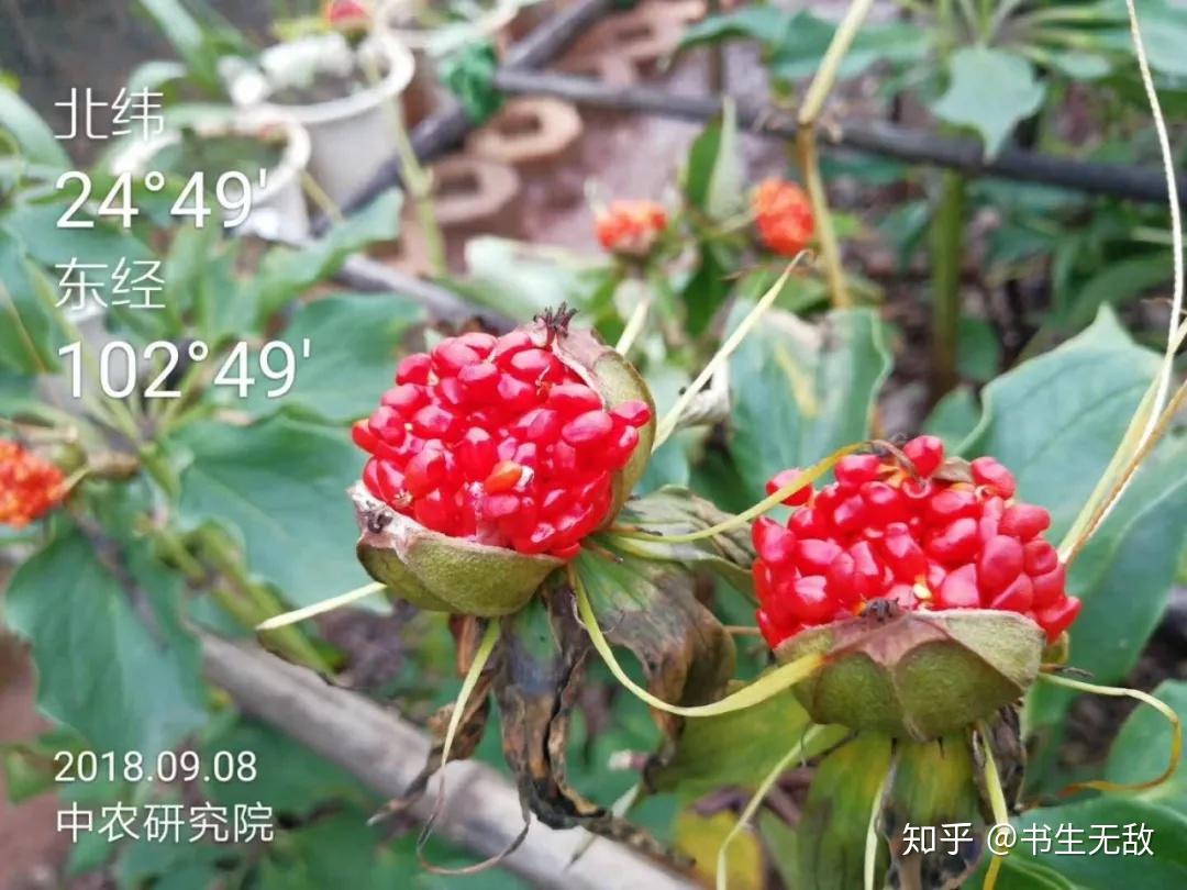中药新贵七叶一枝花——重楼 - 知乎