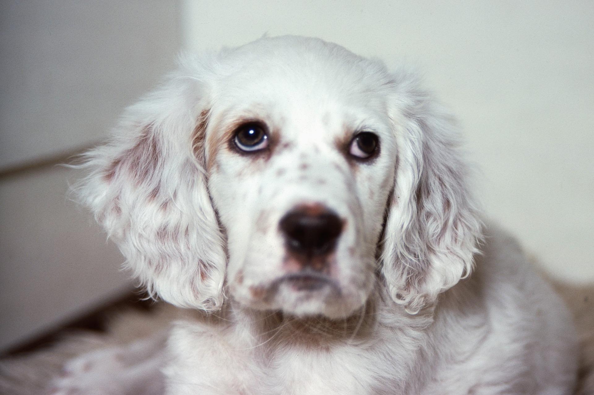 优雅充满活力的英国雪达蹲猎犬(english setter) - 知乎
