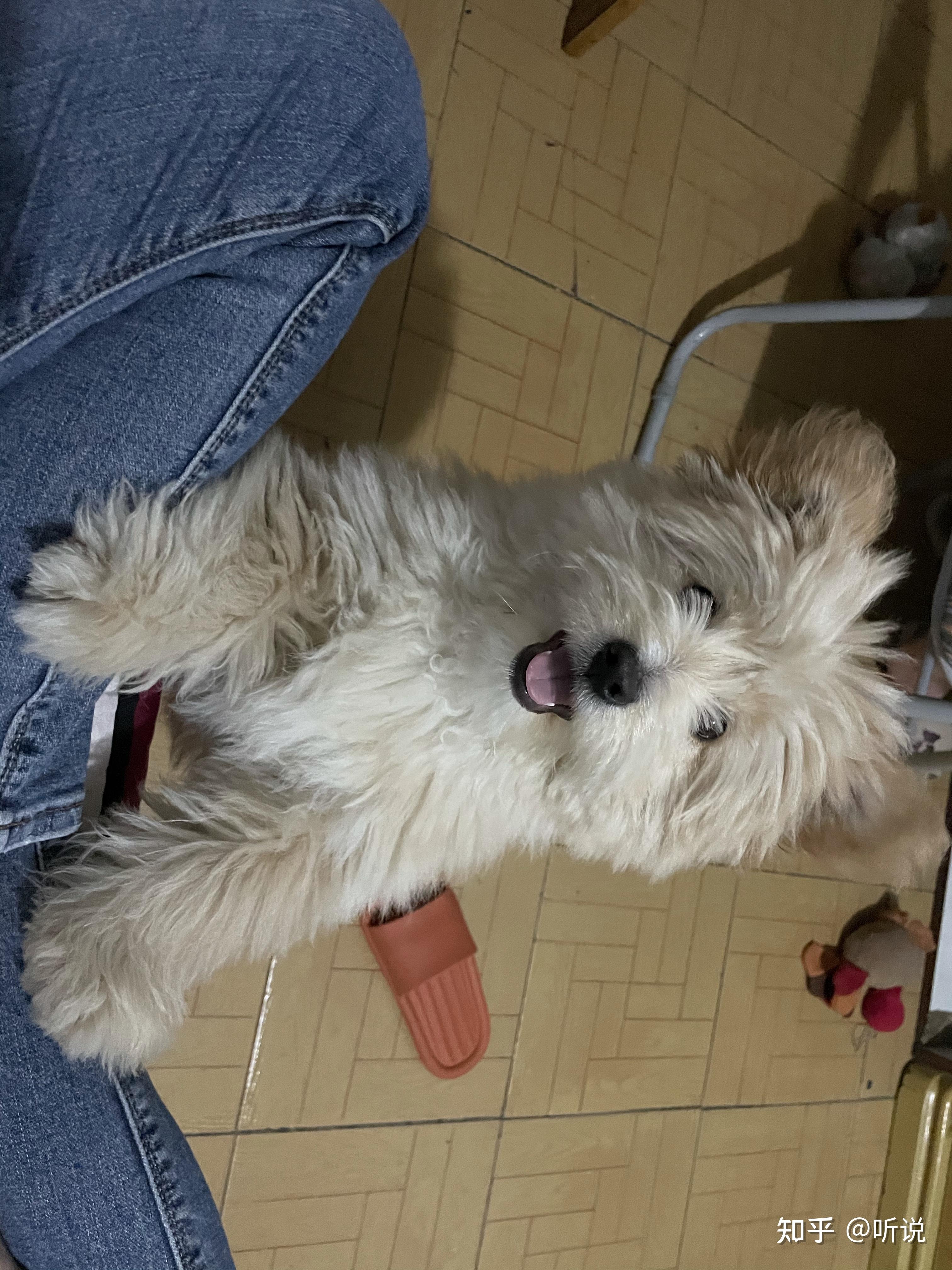 柴犬跟泰迪的串串是什么样子? - 知乎