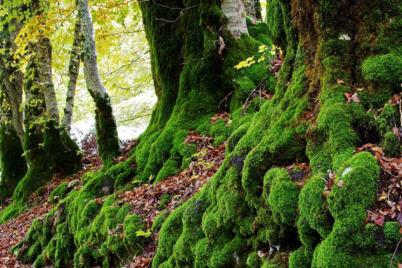 鱼缸里长青苔怎么清除