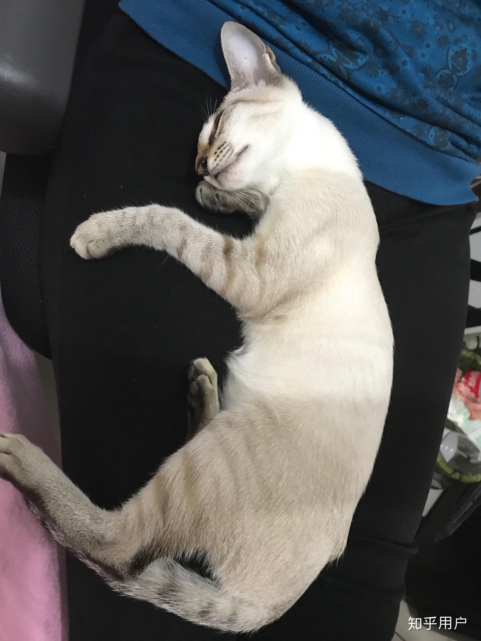 养东短(东方短毛猫)是什么体验? - 知乎