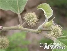 构树 - 知乎