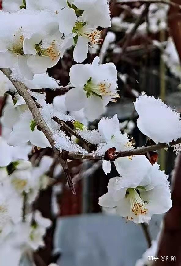 美的不像話三月桃花雪阡陌