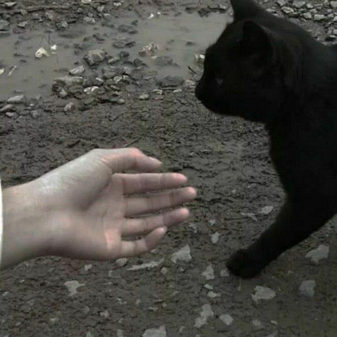 有没有类似的酷酷的黑猫头像? - 知乎