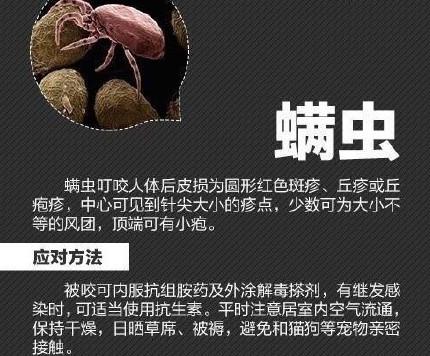 全身黑色的隐翅虫图片