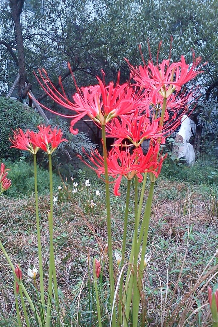 曼珠沙华别名红色彼岸花lycorisradiata又称引魂之花