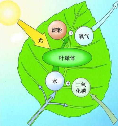 化学物理变化与化学变化的区别_物理变化化学变化有什么区别_物理变化和化学变化的区别