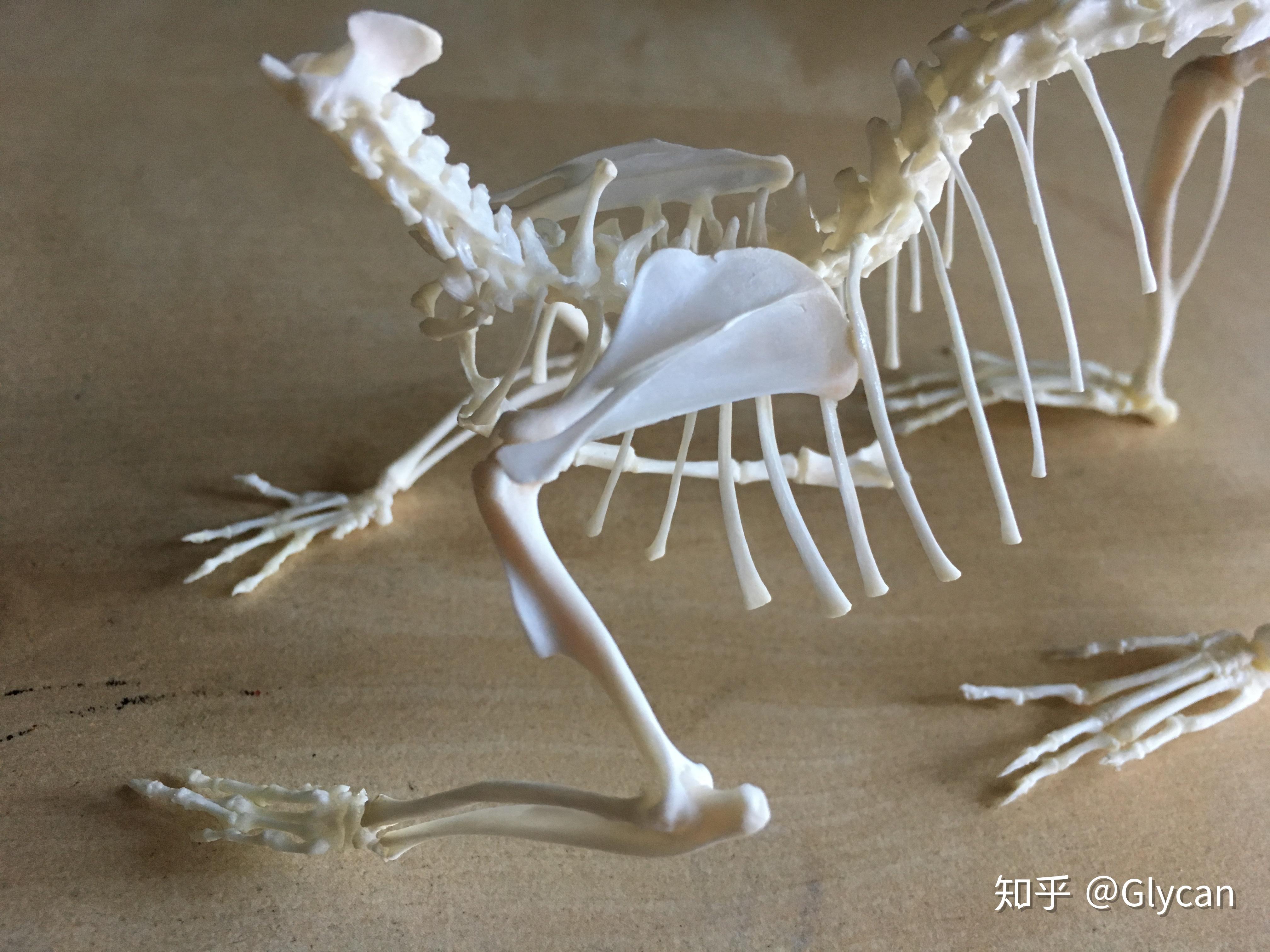 动物骨骼标本是怎么制作的