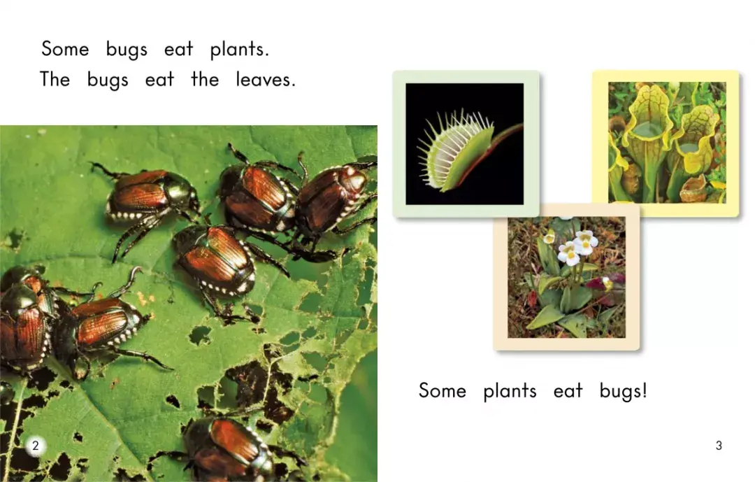 外教讀睡前故事plantsthateatbugs吃蟲子的植物