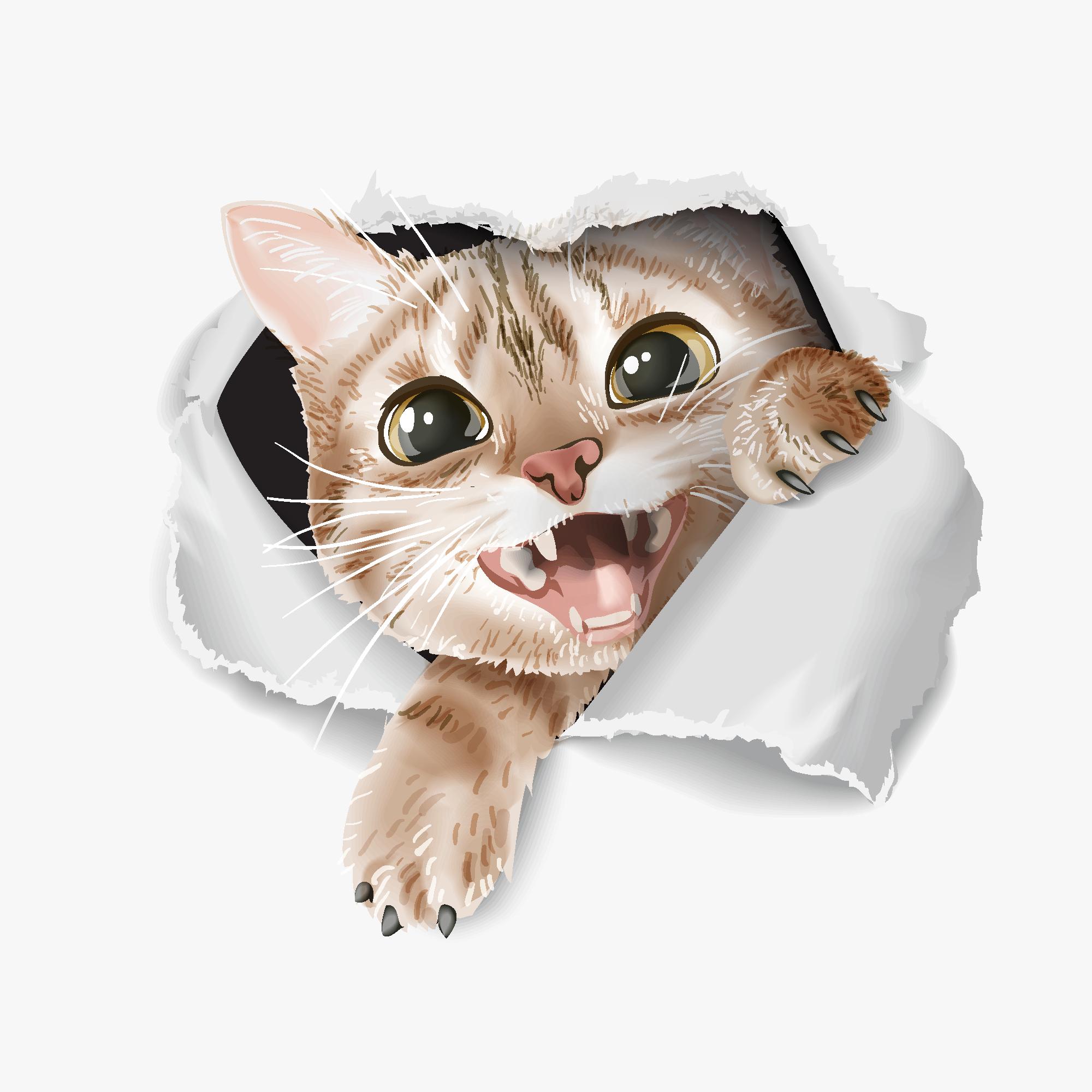 猫咪什么部位最让人欲罢不能 知乎