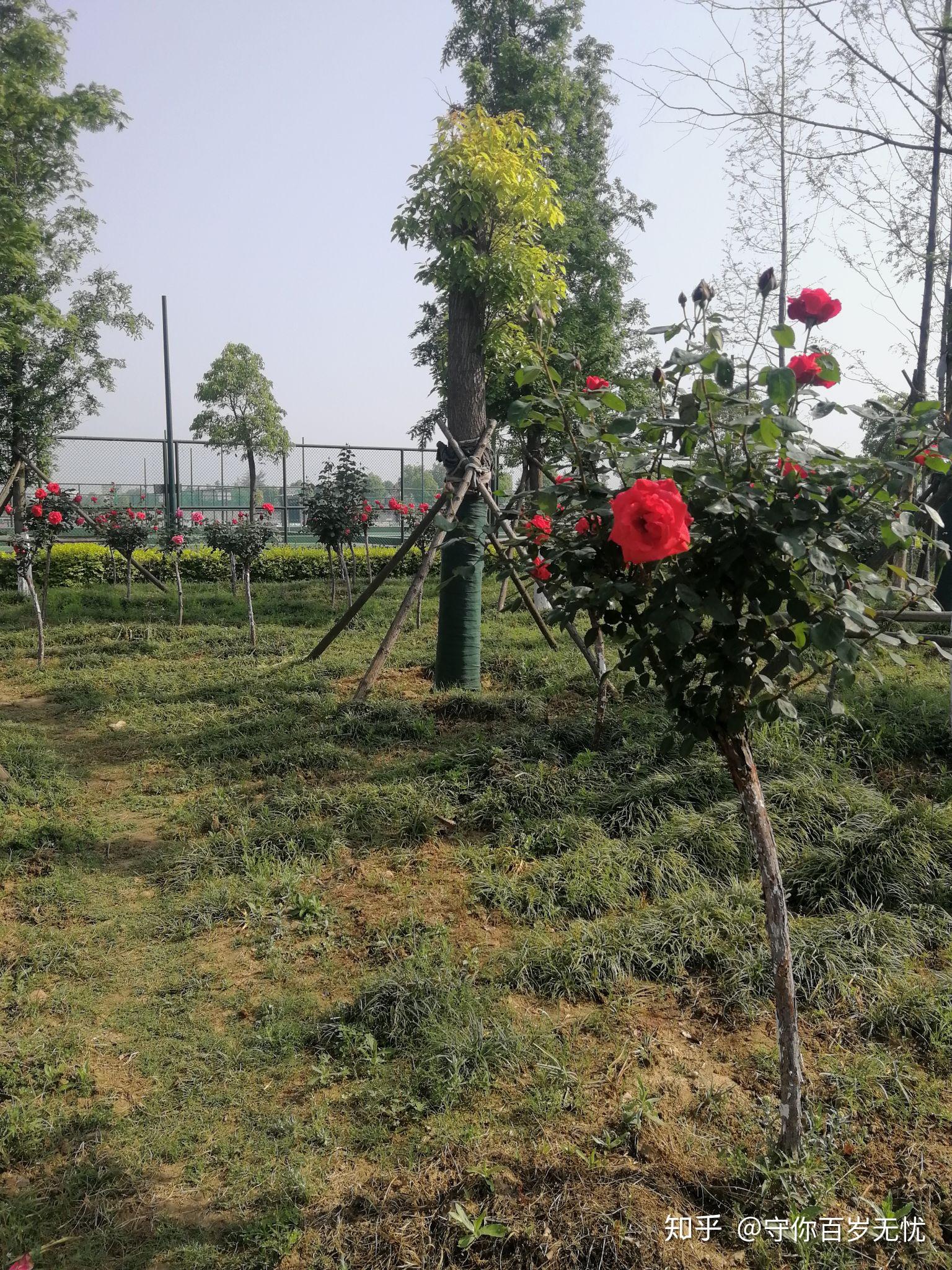 如何评价天狼姜正之推出的小型树月季棒棒糖