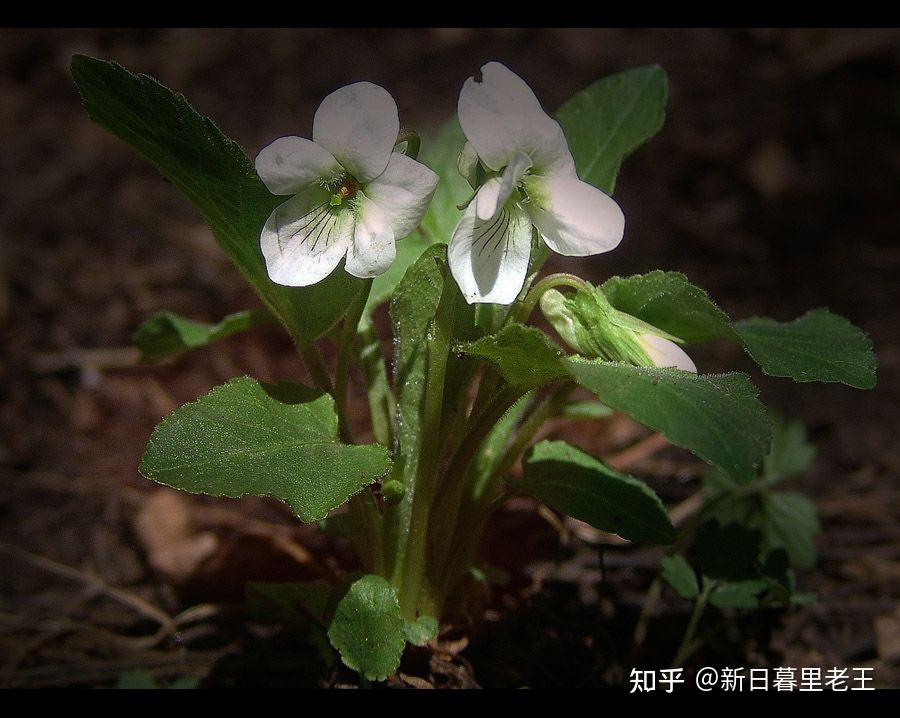 v2-5ab43d09ac46ee0e73953a703b702b40_r.jpg