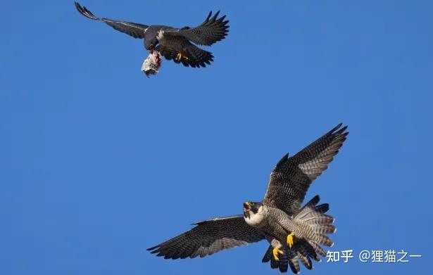 顶级飞控!天津男子拍到红隼悬停在空中,网友:压根比不上蜻蜓! - 知乎