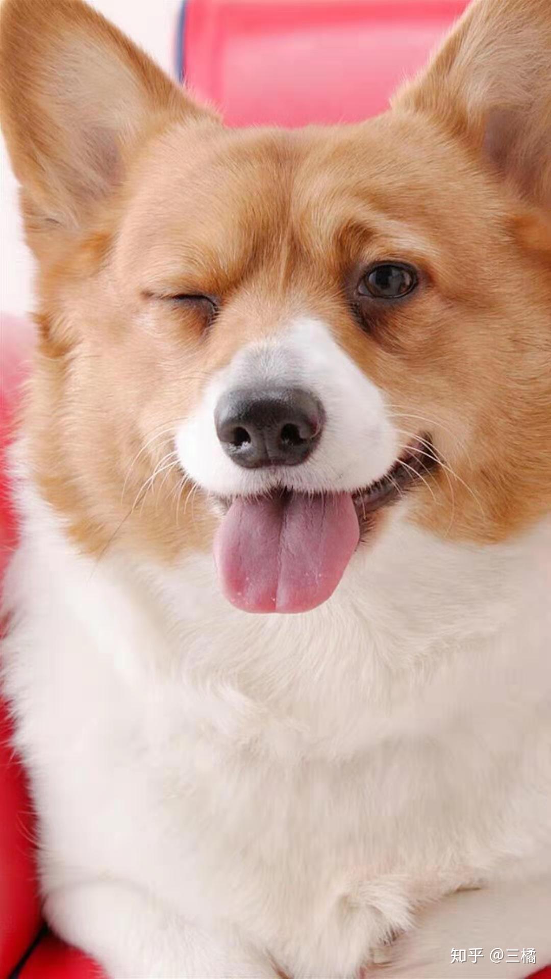 柯基犬平均寿命有多长? - 知乎