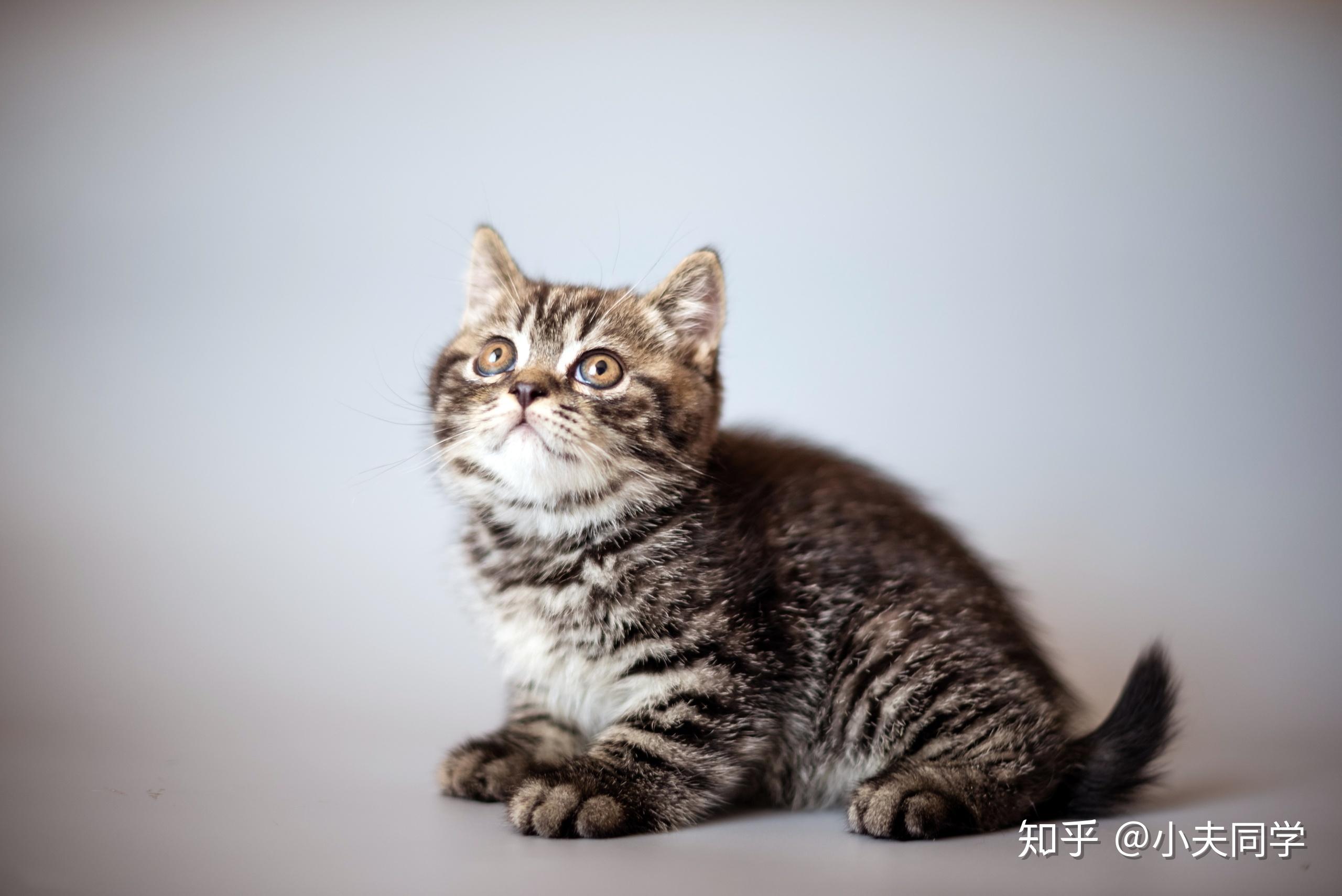 23ω23大理石斑纹系蓝色 大理石斑纹(blue blotched)毛色代码 a