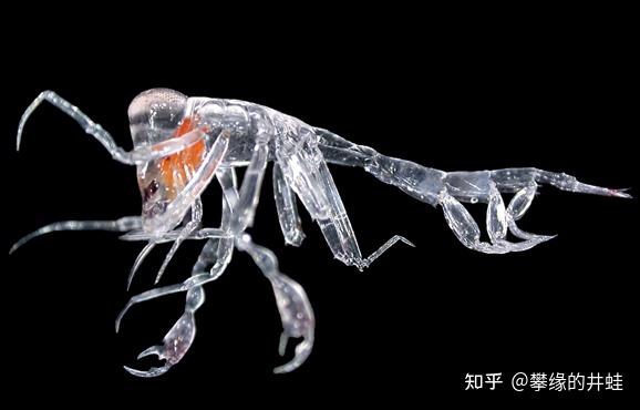 【地球演义】第二百七十二回 嘁，虫子 - 知乎