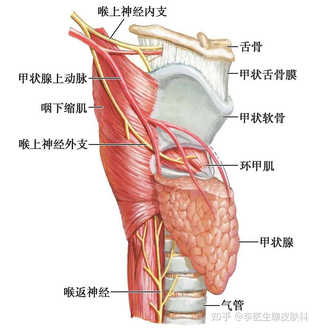 喉上神经损伤的发病原因是什么