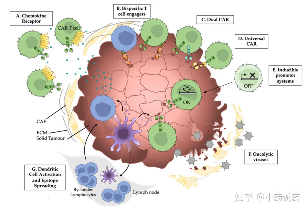 实体瘤CAR-T和CAR-NK细胞治疗肿瘤靶向的解决办法 - 知乎