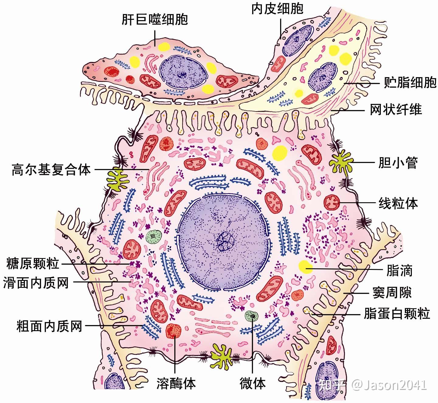 肝脏组织结构II—肝组织超微结构观察 - 知乎