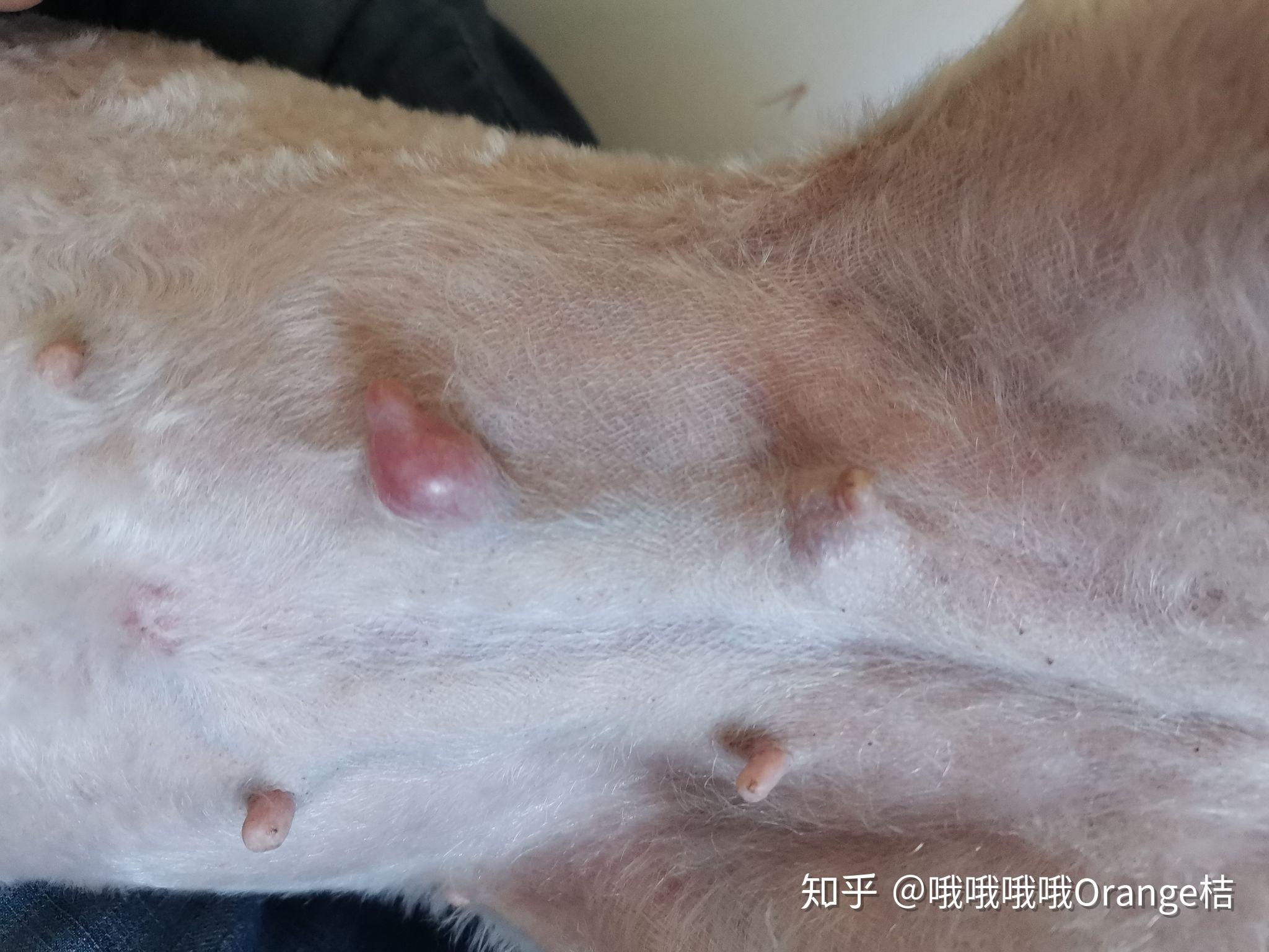 狗狗乳腺肿瘤手术成功