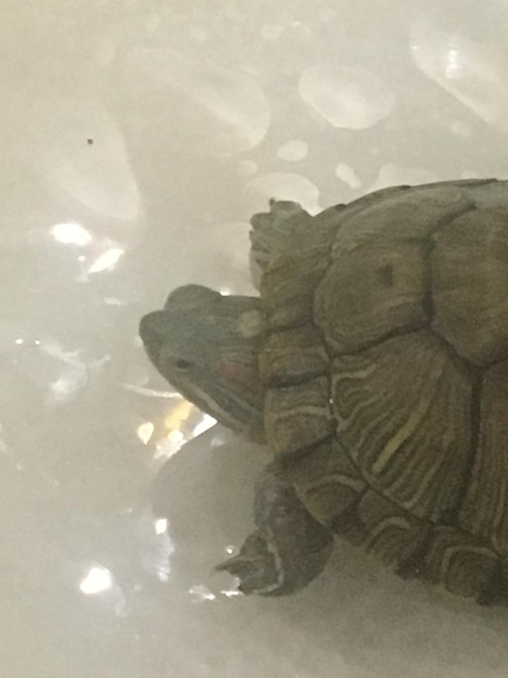 图片里乌龟头上这个白点是什么病么? - 知乎