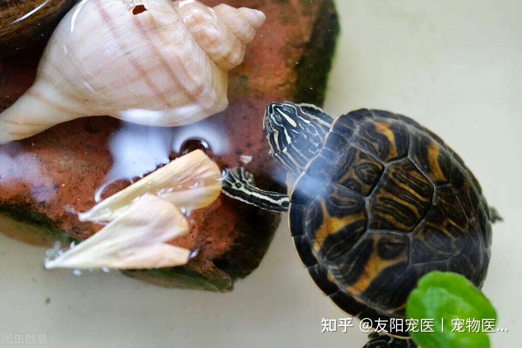乌龟怎么分公母?新手养龟看过来 - 知乎