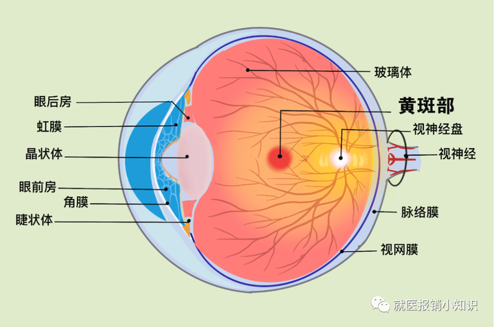 血眼屏障与眼科用药特点 - 知乎